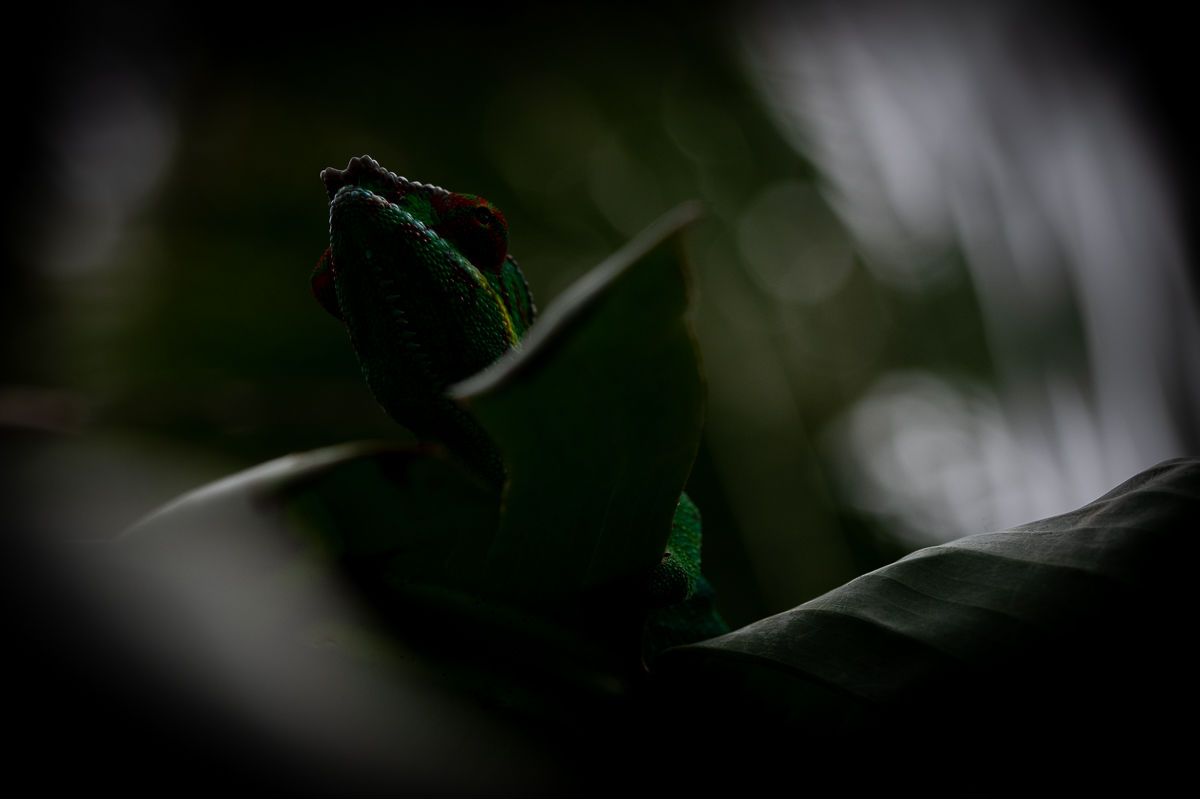 Caméléon